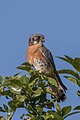 F. s. sparveroides male red morph, Cuba