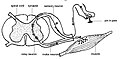 Interneurons present in the grey matter of the spinal cord