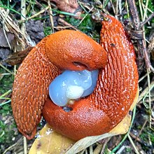 Accouplement de limaces rouges (Arion rufus)