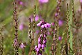 Grauheide (Erica cinerea) im Brachter Wald