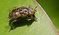 pestřenka Eristalinus sepulchralis