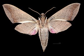 Eumorpha vitis fuscatus Female ventral