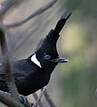 Crested jay