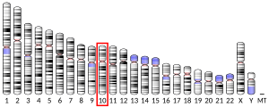 Chromosome 10 humain