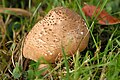 !!Lepiota aspera!!