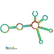 Lysine riboswitch: Secondary structure for the riboswitch marked up by sequence conservation. Family RF00168.