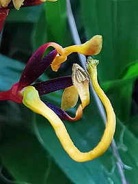 Stamen of a Grevillea robusta