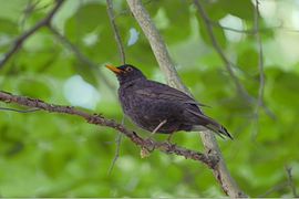 Amsel im Glienicker Park