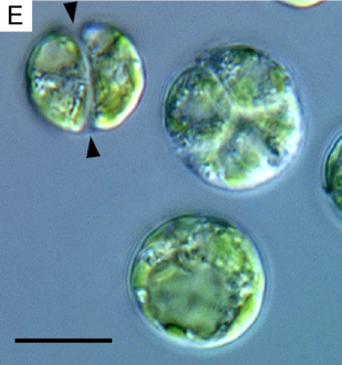 Binary and quaternary cell divisions of Lotharella globosa. Arrowheads indicate the parental cell wall. Scale bar = 10 μm