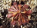 Drosera spatulata