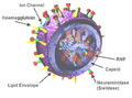 Image 10Structure of the influenza viron. The hemagglutinin (HA) and neuraminidase (NA) proteins are shown on the surface of the particle. The viral RNAs that make up the genome are shown as red coils inside the particle and bound to Ribonuclear Proteins (RNPs). (from Influenza pandemic)