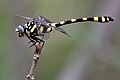 Ictinogomphus rapax