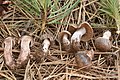 !Cortinarius vernus sin. Cortinarius erythrinus!