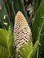 Cône mâle de Cycas revoluta