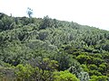 Arctostaphylos auriculata