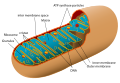 cross section of a mitochondrion, by LadyofHats