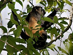 Alouatta palliata