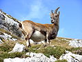 Vrouwelijke alpensteenbok