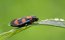 Cercopis vulnerata