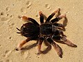 Imagen de una tarántula mexicana rosada (Brachypelma klaasi) es una tarántula endémica de México. Su cefalotórax es de color negro, mientras que la cintura es de color naranja al igual que sus patas. El cuerpo de los adutos puede alcanzra una longitud de 16 cm. Aunque, como todos los Brachypelma, el macho es más delgado que la hembra. Por George Chernilevsky.