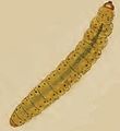 Externally feeding larva