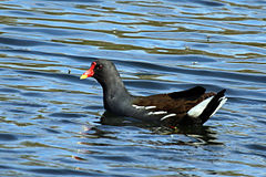 Eurasian Common Moorhen (Gallinula chloropus chloropus)