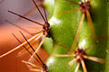 Close-up of organpipe cactus (S. thurberi) spines