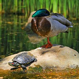 Közönséges ékszerteknős (Trachemys scripta) és tőkés réce (Anas platyrhynchos).