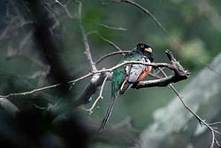 Trogon elegans