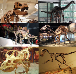 Bal felső sarokból sorban: T. rex, Diplodocus, Stegosaurus, Parasaurolophus, Protoceratops, Deinonychus