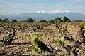 Vinyes a Ribesaltes amb el Canigó al fons