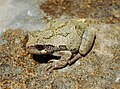 Image 1Gray tree frog, Hyla versicolor, Hylidae, eastern North America (from Tree frog)