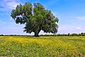 Image 10A field of yellow wildflowers in St. Bernard Parish (from Louisiana)