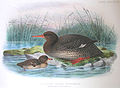 *†Auckland Islands Merganser