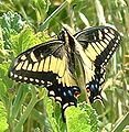 Papilio zelicaon