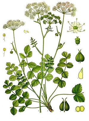 Almindelig Pimpinelle (Pimpinella saxifraga)