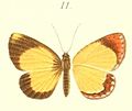 Callidula miokensis (Callidulinae)