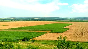 A field in a plain