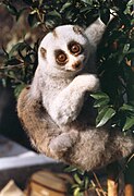 Brown and white loris