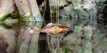 Crocodile in one of the exhibits.