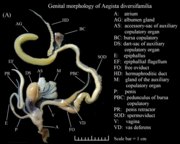 Die Geschlechtsorgane der Lungenschnecke Aegista diversifamilia