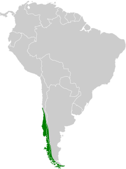 Distribución geográfica del rayadito común.