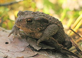 Geweune padde (Bufo bufo)