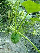 ワイルド・キューカンバー Echinocystis lobata