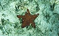 Oreaster reticulatus fauna asociada a pradera de Thalassia testudinum