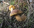 Leccinellum corsicum sin. Leccinum corsicum