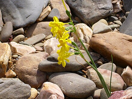 Narcissus jonquilla