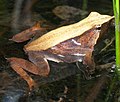 Darwin's frog (Rhinoderma darwinii)