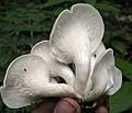 Rillstieliger Seitling Pleurotus cornucopiae