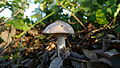 Amanita lividopallescens